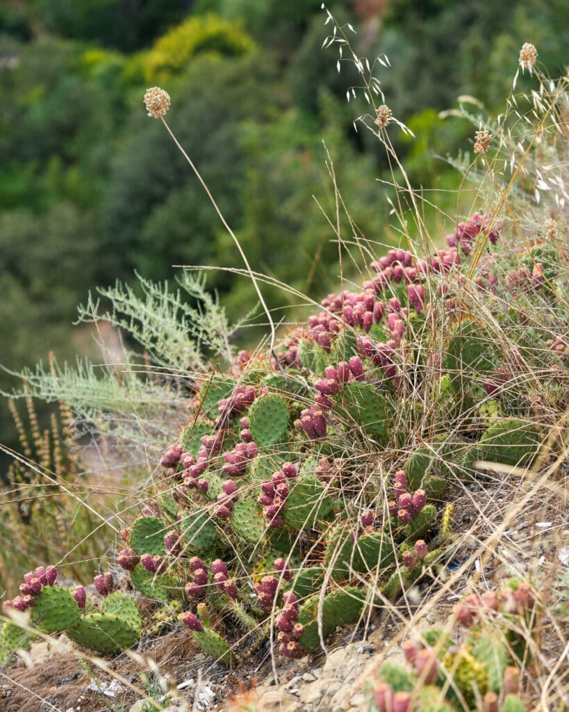 Ein Feigenkaktus mit rosa Früchten wächst an einem grasbewachsenen Hang, umgeben von Wildpflanzen und Grün.